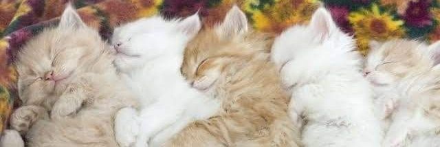 help cats's banner