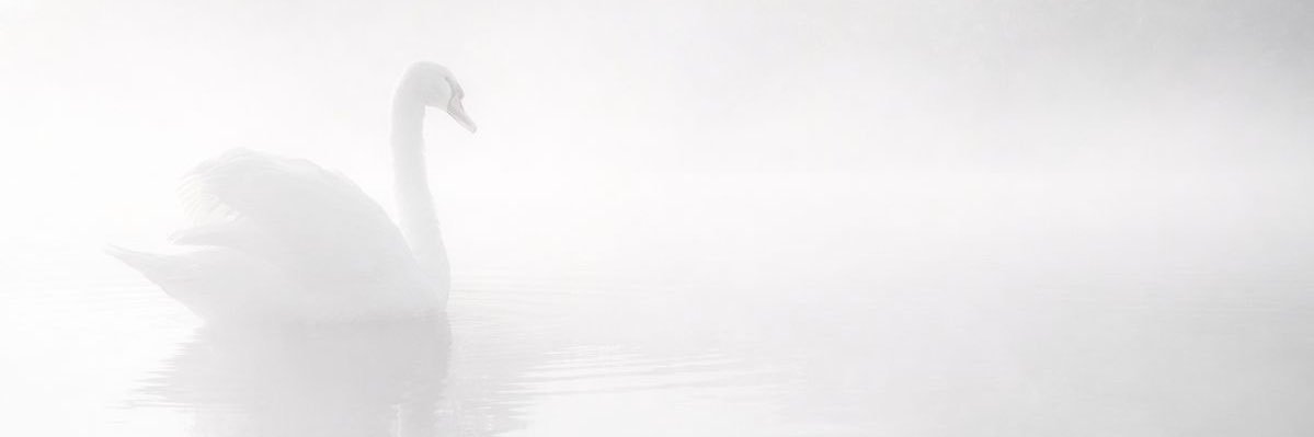 𝒜's banner