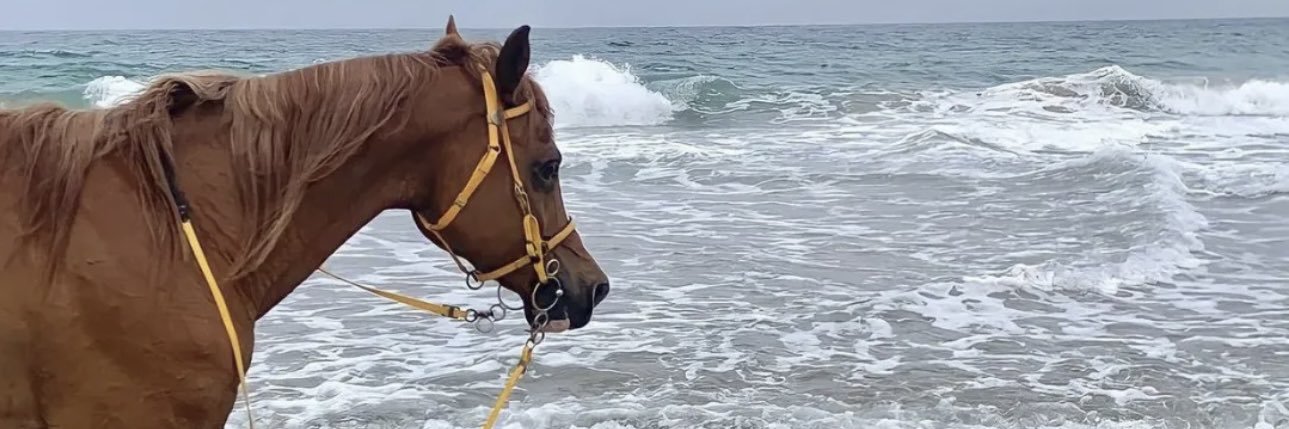 شيماء العصفور🐎✨'s banner