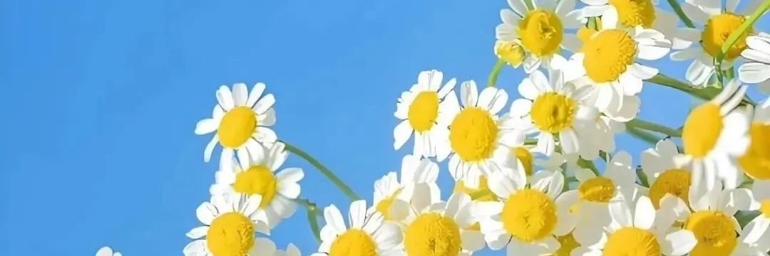 野猫（轻熟）'s banner