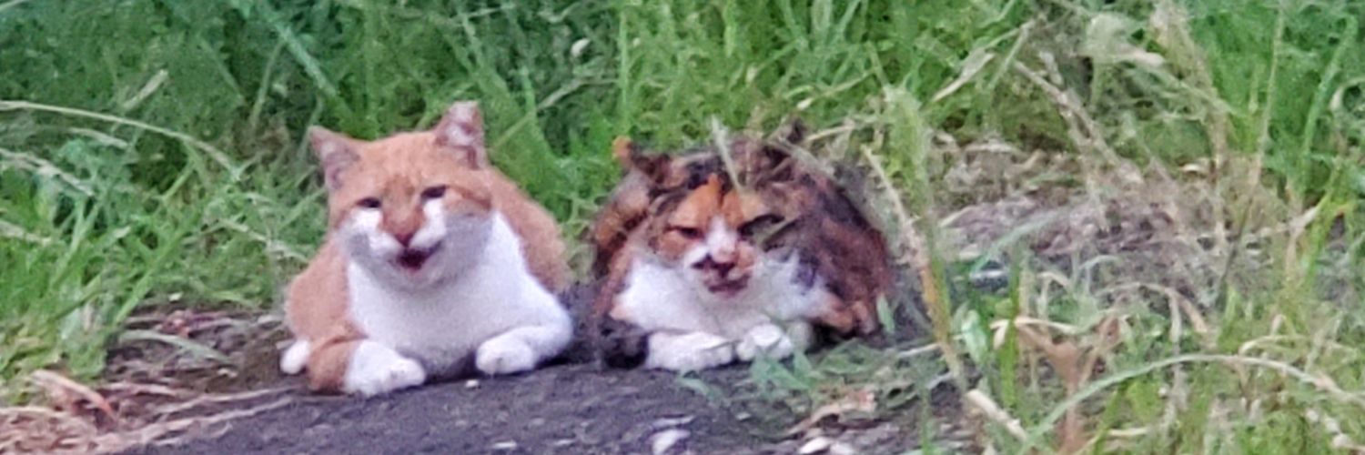 北名古屋さくら猫's banner