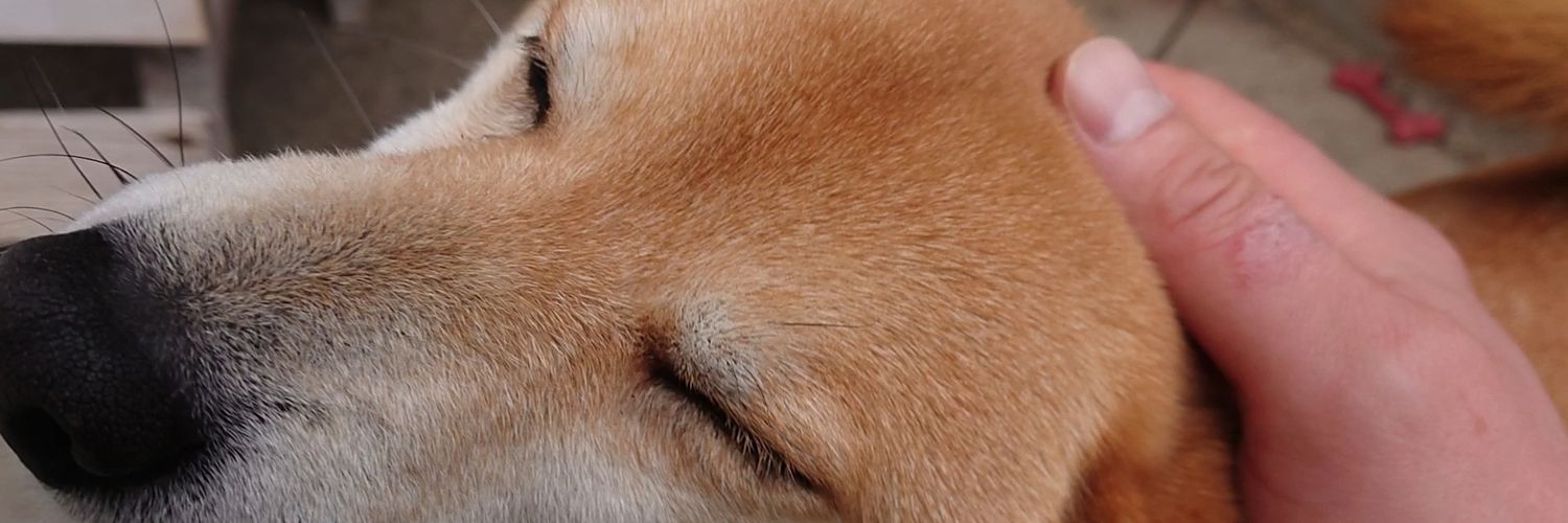 犬と温泉's banner