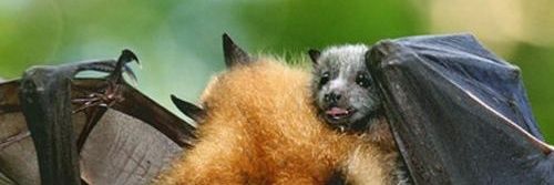 Bats Nightly 🇵🇸's banner