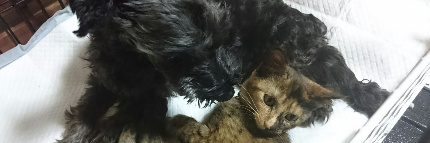 サビ猫ナッツ's banner