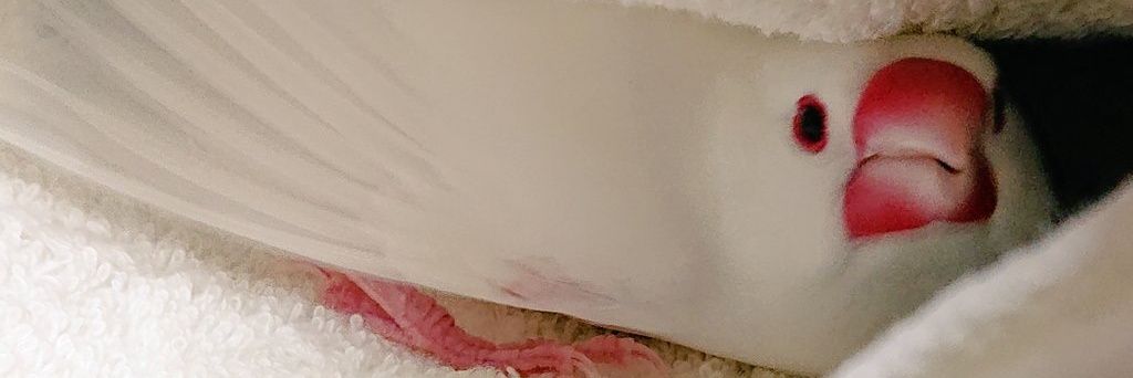いお's banner