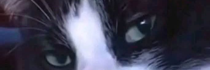 Don't cry 🥀's banner