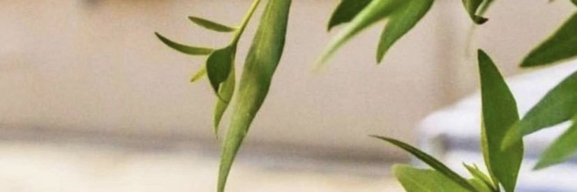 bdoor_q8's banner