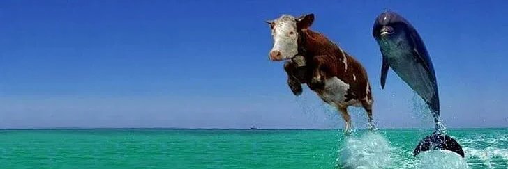 Bò Tuôi 🐮🍆's banner
