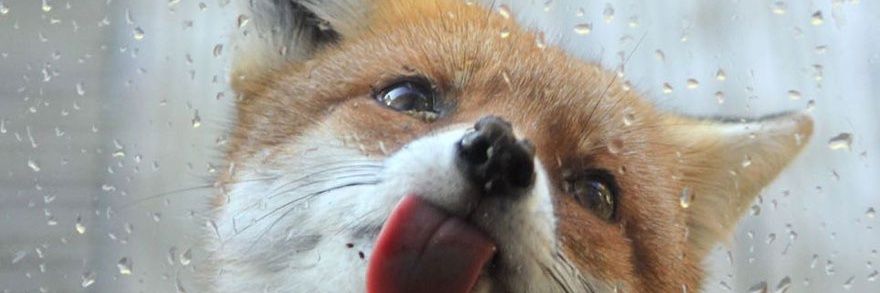 🦊🄷🄸🄱🄸🄺🄸🏳️‍🌈🏳️‍🌈🏳️‍🌈's banner