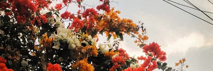 nanas's banner