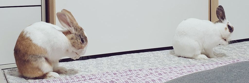 토끼입양홍보계정's banner