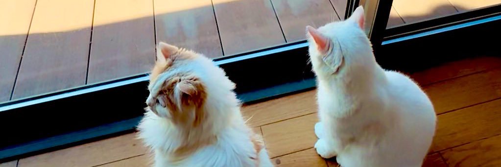 腸と脳と、妻と猫's banner