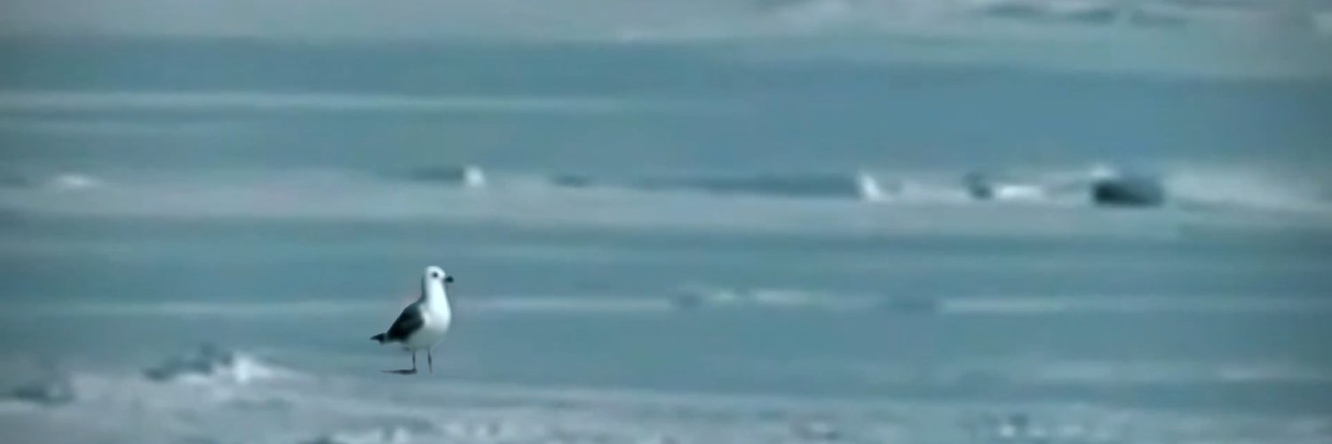 A Majestic Seagull's banner