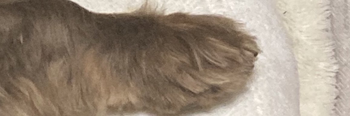 葵 音琴 (ツキアト)︎︎☾🐈's banner