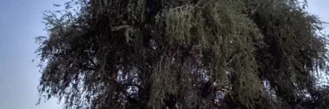 محمد بن غابش السنيدي's banner