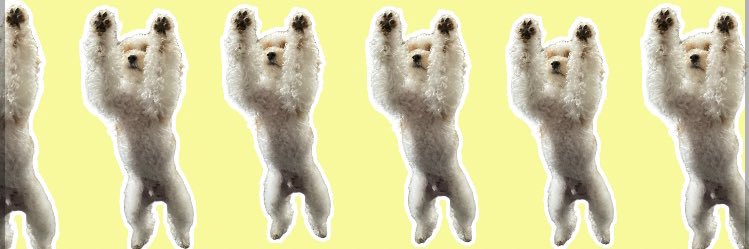 ハチミツ(トイプー)'s banner