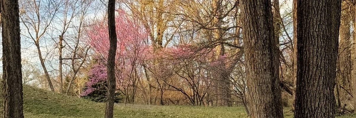 Tomi Jo lee's banner