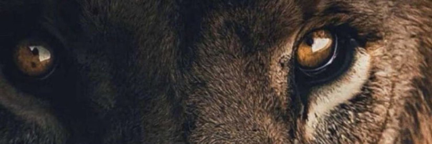 🐝DiVA🖤 DIVADOVA's banner