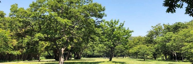 いとうまみこ【逗子市議会議員】's banner