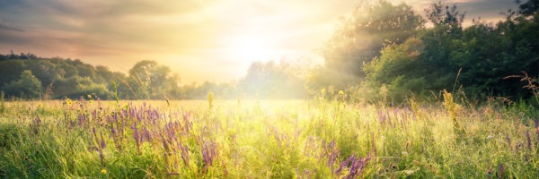SunshinePeach's banner