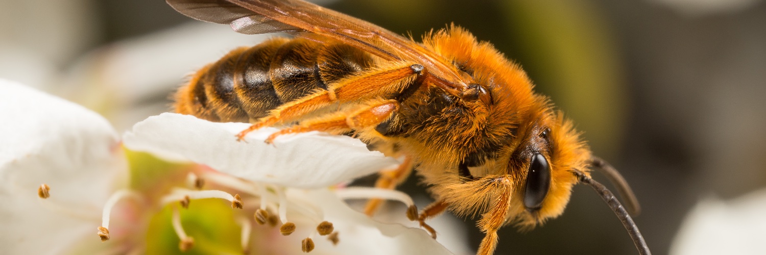 Save Bees's banner