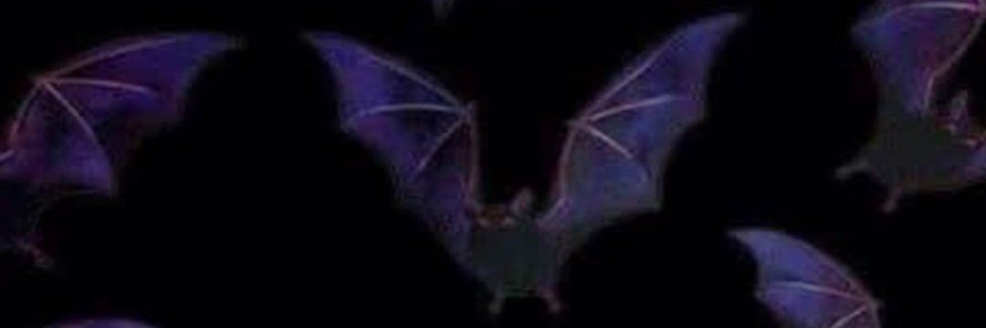 sᴇʟᴇɴᴀ 🦇's banner