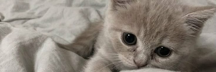Mia ✨'s banner