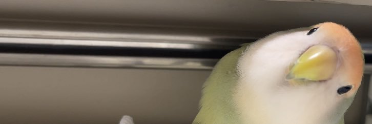 まみまるこ( •⌔•⑅)'s banner