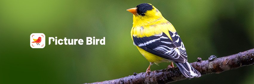 Picture Bird's banner