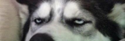 🐺Husky🐶's banner