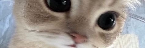 𝒶𝒶𝓁𝒾𝑒 ♡ 𐙚's banner