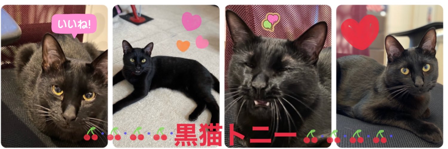 黒猫トニー's banner