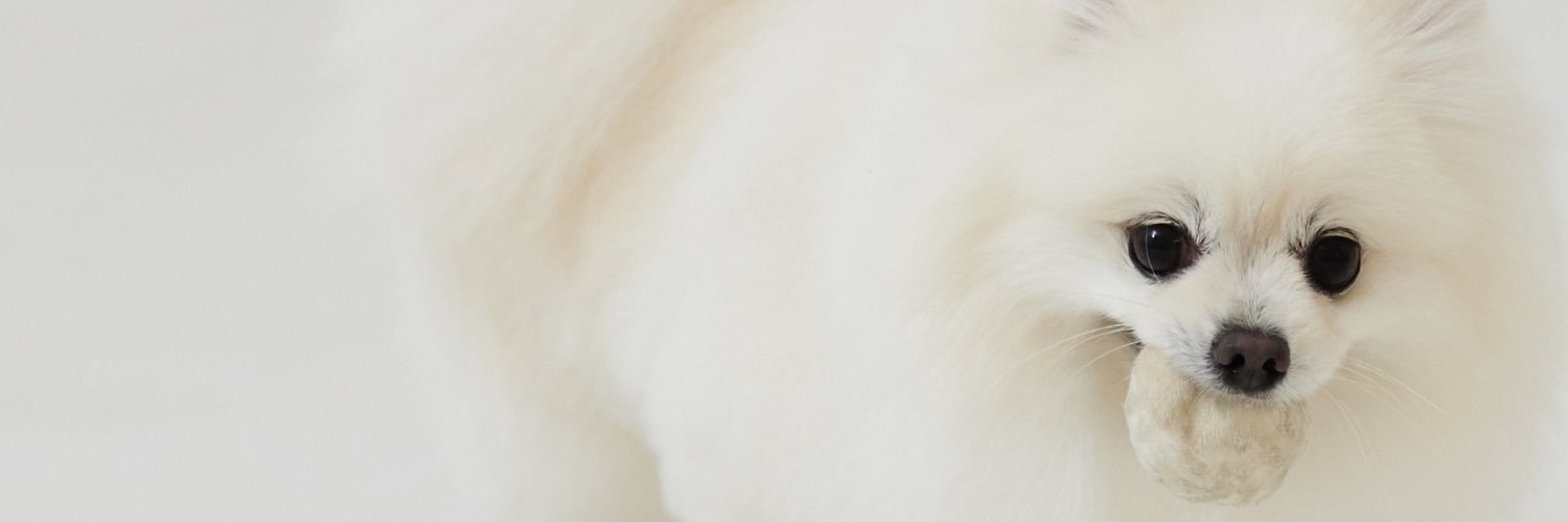 クリームポメの歌舞伎's banner