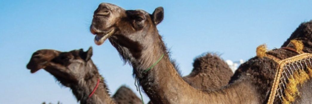 يوسف الحياني 🐪 yusuf alhayani's banner