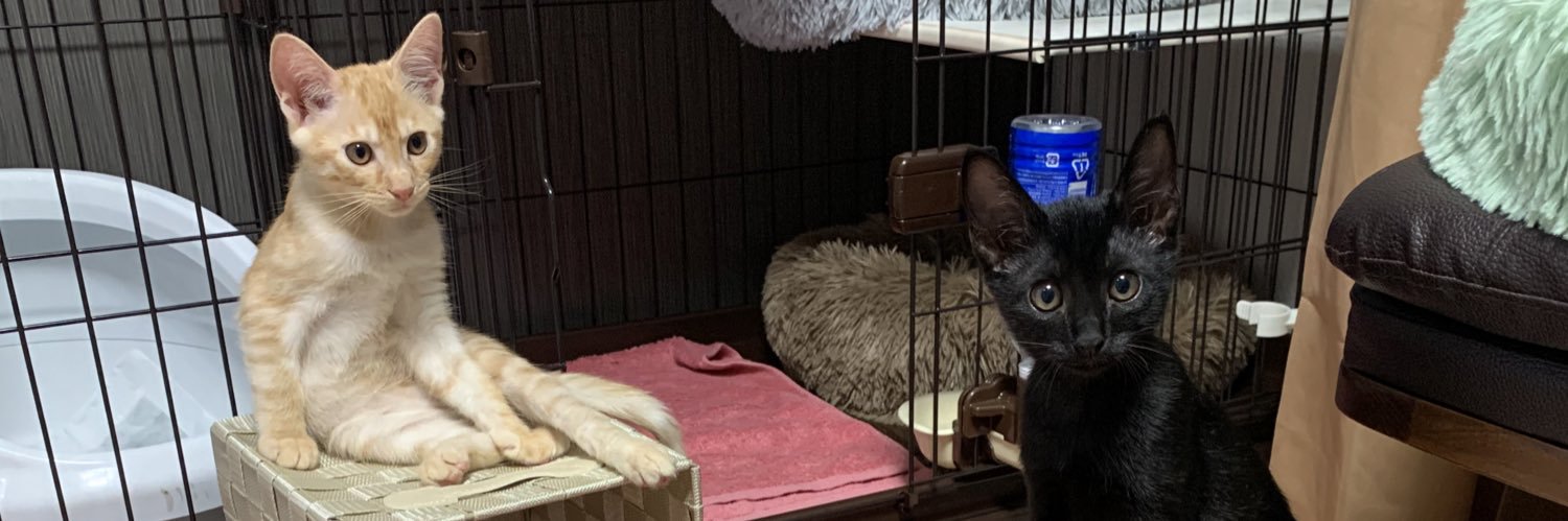 ティグノア🐈🐈‍⬛'s banner