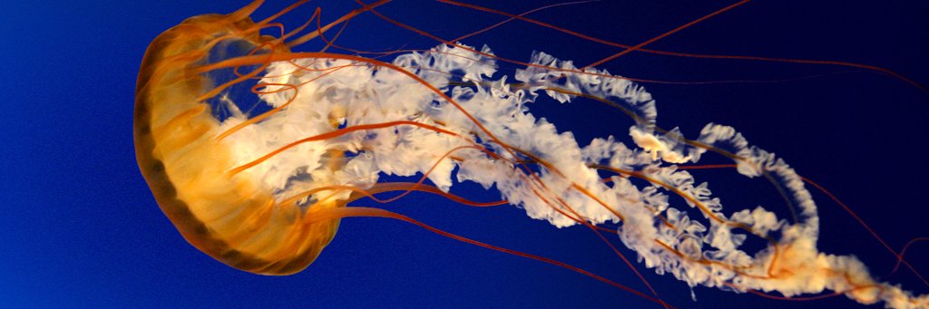 tweet oracles's banner