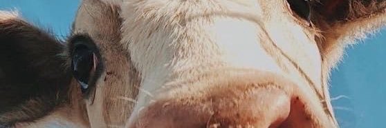 Cactus's banner