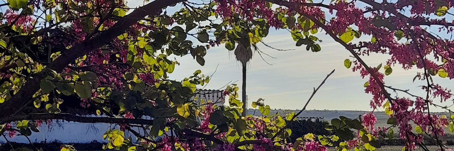 brujitasinescoba🧹's banner