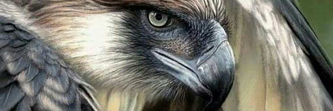 The Eagle flies free's banner