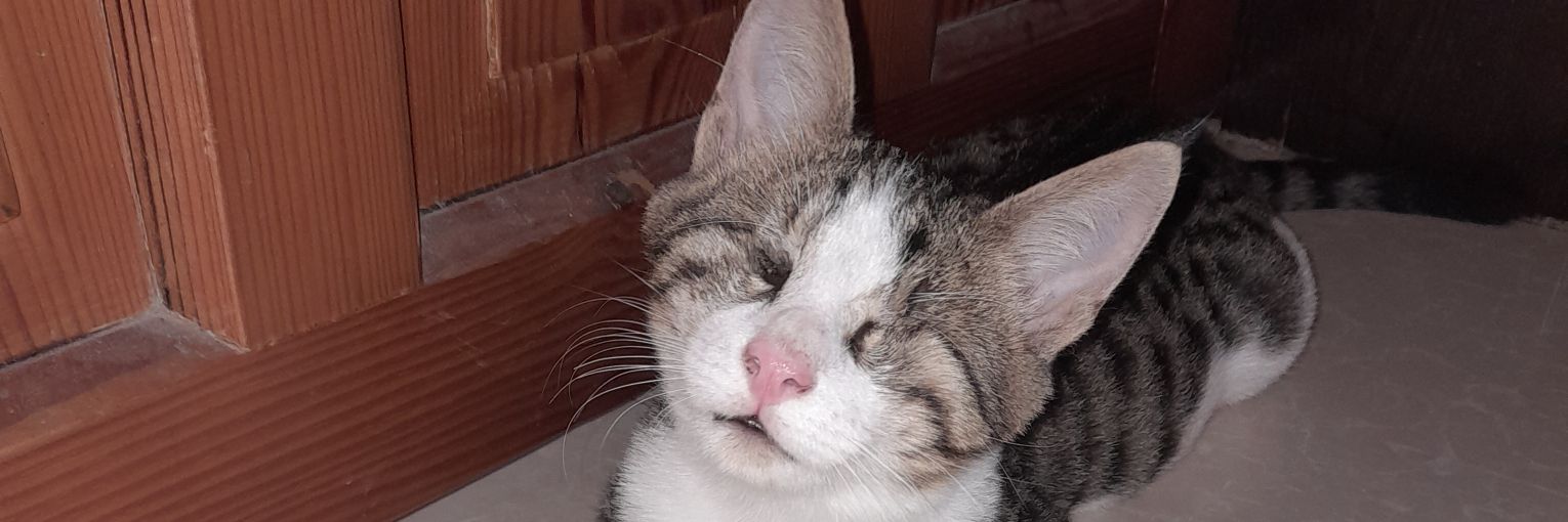 💞💖Mohamed mosa😽MO🐾's banner