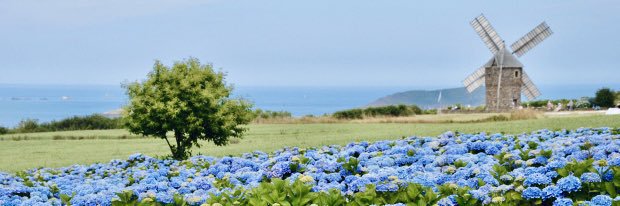 Hydrangea's banner