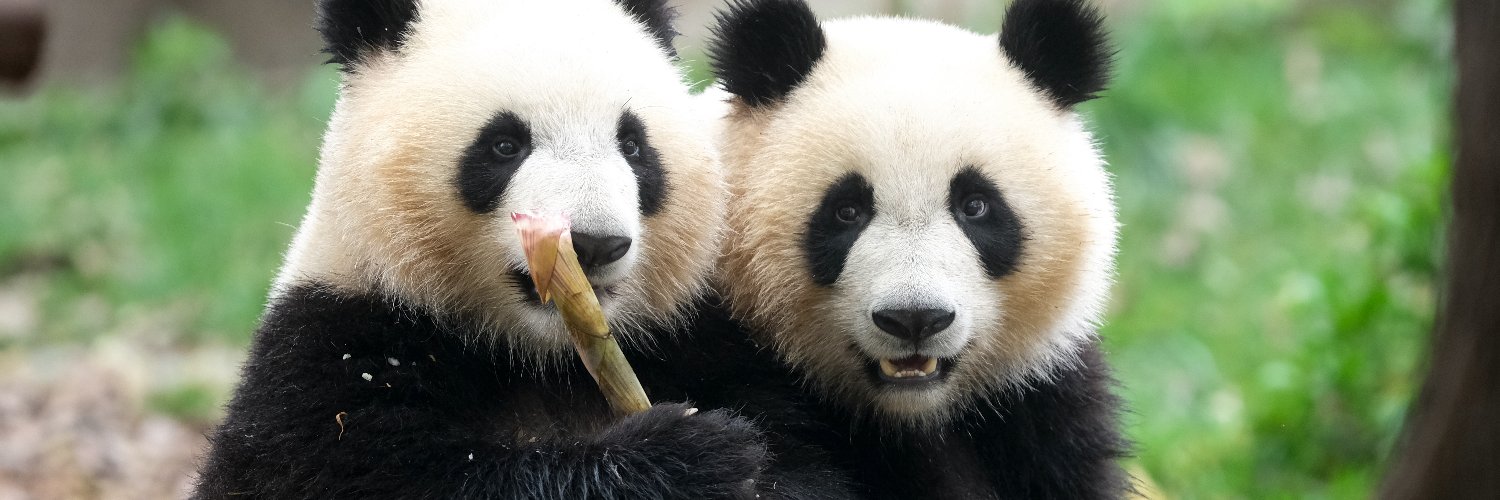 熊猫指南PandaGuide's banner