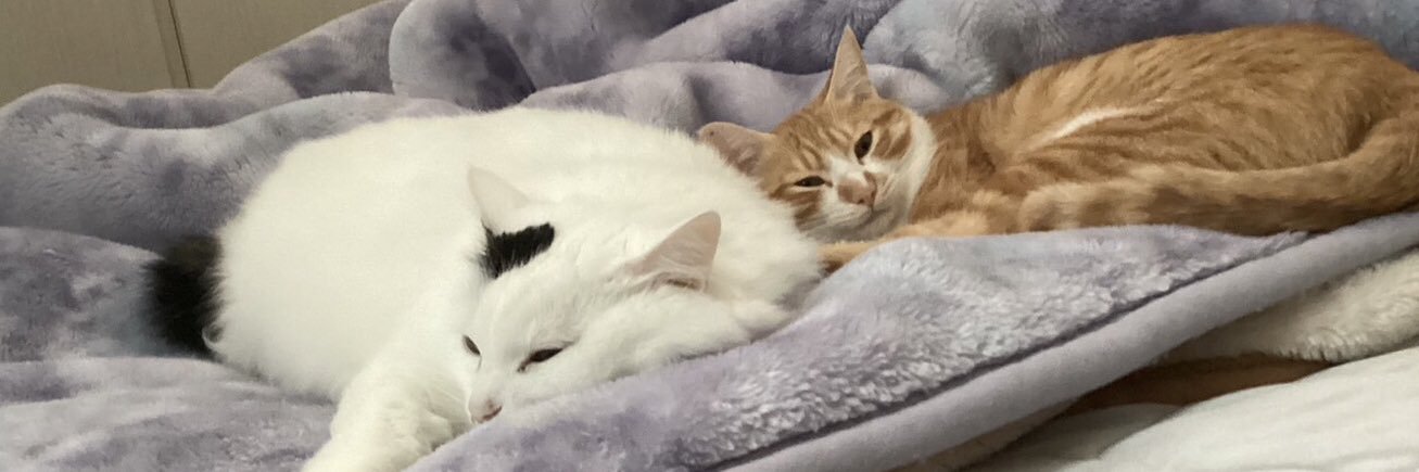 猫の窓辺(事務所猫モモコとコテチとメル)'s banner