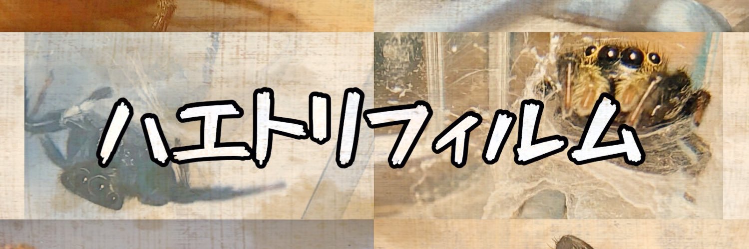 ハエトリグモちゃん's banner