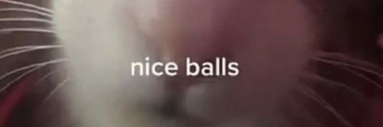 nika's banner