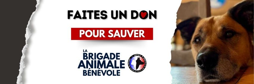 Brigade Animale Bénévole | BAB's banner