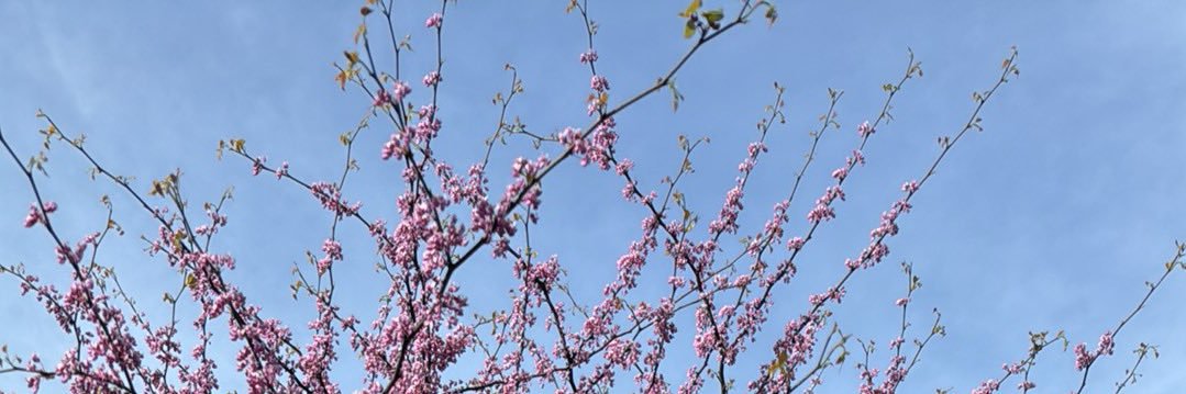 Patricia Summersett's banner