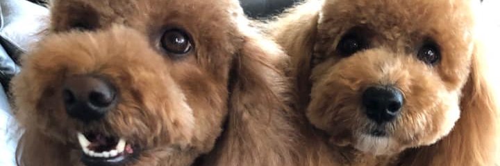 🐶Ultra Nuclear Poodle Head 🐶's banner