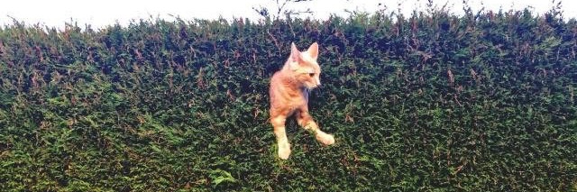 Cool Cat Society's banner