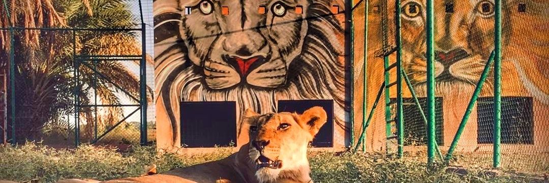 Sudan Animal Rescue حديقة السودان للحياة البرية's banner